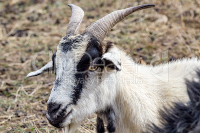 Portrait of a goat