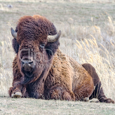 Bison in the pasture