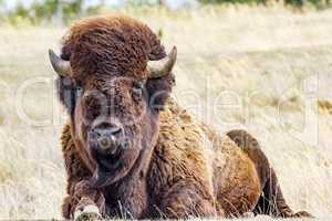 Bison in the pasture