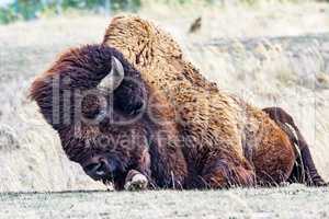 Bison in the pasture