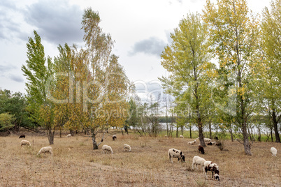 Sheep in the pasture under trees