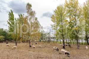 Sheep in the pasture under trees