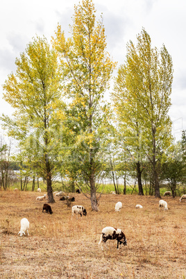 Sheep in the pasture under trees