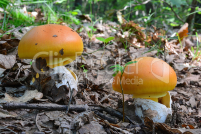Two jummy Caesar's mushrooms