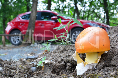 Caesar's mushroom besides country road