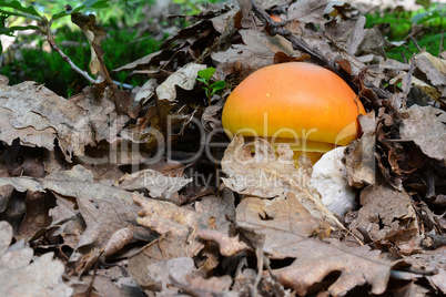 Hidden treasure, two Caesar's mushrooms under the leaves