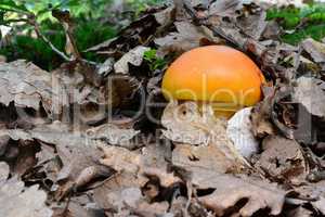 Hidden treasure, two Caesar's mushrooms under the leaves
