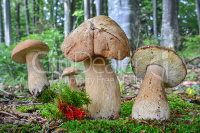 Group of four Penny Bun mushrooms