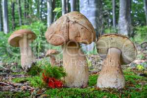 Group of four Penny Bun mushrooms