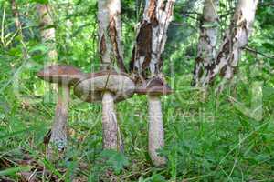 Group of three Brown Birch Bolete mushrooms
