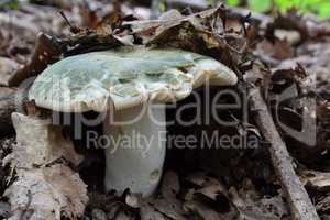 Russula virescens or Greencracked Brittlegill mushroom