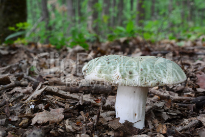 Greencracked Brittlegill mushroom close up