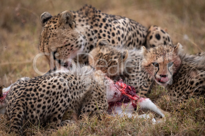 Cheetah and two cubs feed on kill