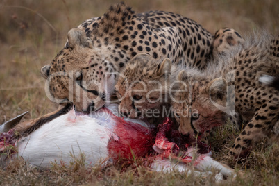 Cheetah and two cubs feeding on kill