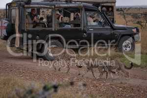 Cheetah and two cubs pass safari trucks