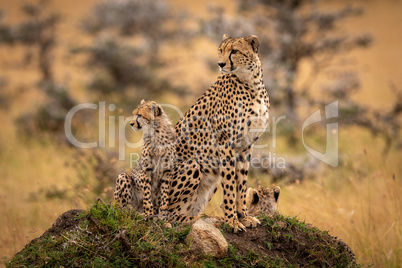Cheetah and two cubs sit on mound