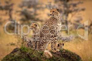 Cheetah and two cubs sit on mound