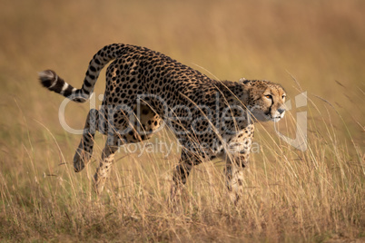 Cheetah bounding through long grass in savannah