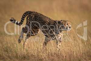 Cheetah bounding through long grass in savannah