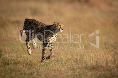 Cheetah bounding through long grass on savannah