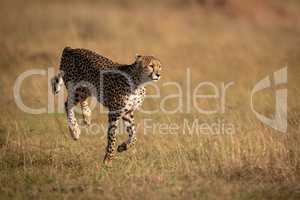 Cheetah bounding through long grass on savannah