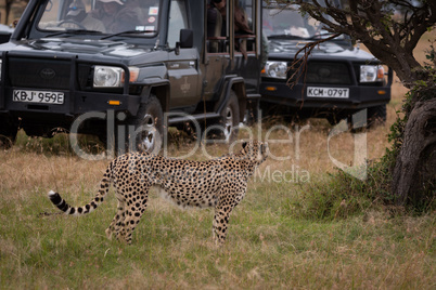 Cheetah by tree looks back to trucks