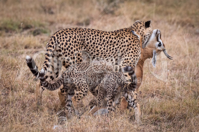 Cheetah carries Thomson gazelle beside two cubs