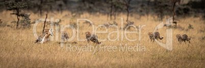 Cheetah carrying dead Thomson gazelle with cubs
