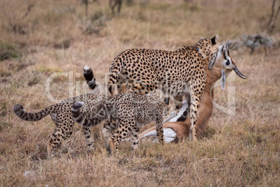 Cheetah carrying Thomson gazelle beside two cubs
