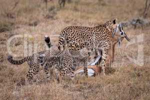 Cheetah carrying Thomson gazelle beside two cubs