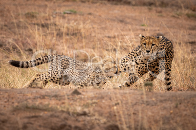 Cheetah chasing her cub on earth bank