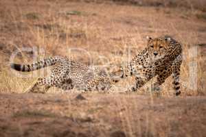 Cheetah chasing her cub on earth bank