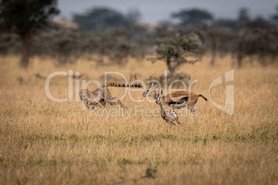 Cheetah chasing two Thomson gazelle in savannah