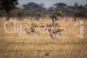 Cheetah chasing two Thomson gazelle in savannah