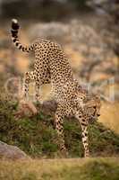 Cheetah climbs down bank among whistling thorns