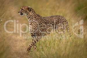 Cheetah crosses path through grass on savannah