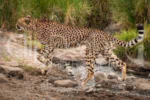 Cheetah crosses rocky stream in long grass