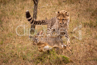 Cheetah cub about to catch scrub hare