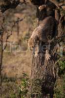 Cheetah cub about to climb down tree