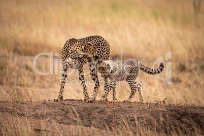 Cheetah cub and mother cross earth mound