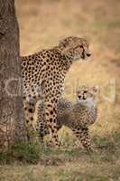 Cheetah cub and mother stand behind tree