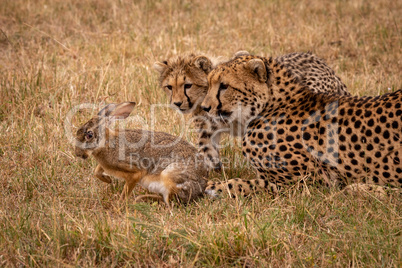 Cheetah cub and mother watch scrub hare