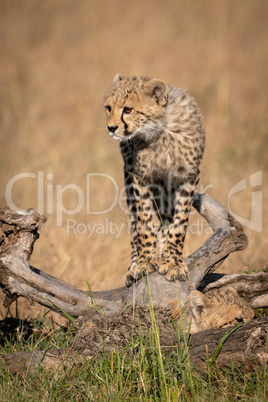 Cheetah cub balances on log in grass
