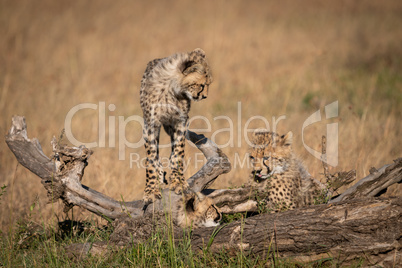 Cheetah cub balances on log by another