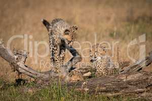 Cheetah cub balancing on log by another