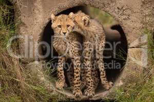 Cheetah cub bites another in concrete pipe