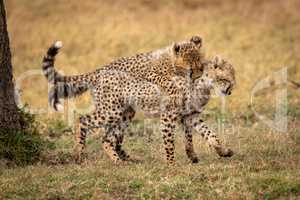 Cheetah cub bites another by tree trunk