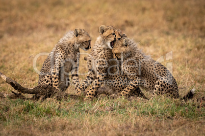 Cheetah cub bites another watched by third