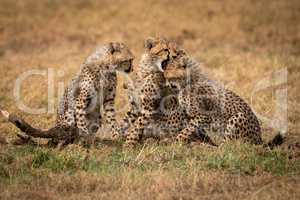Cheetah cub bites another watched by third