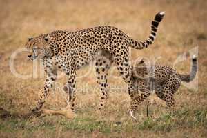 Cheetah cub bites leg of walking mother